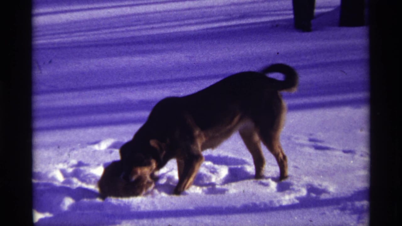 Brown dog sniffing snow in bright winter light.