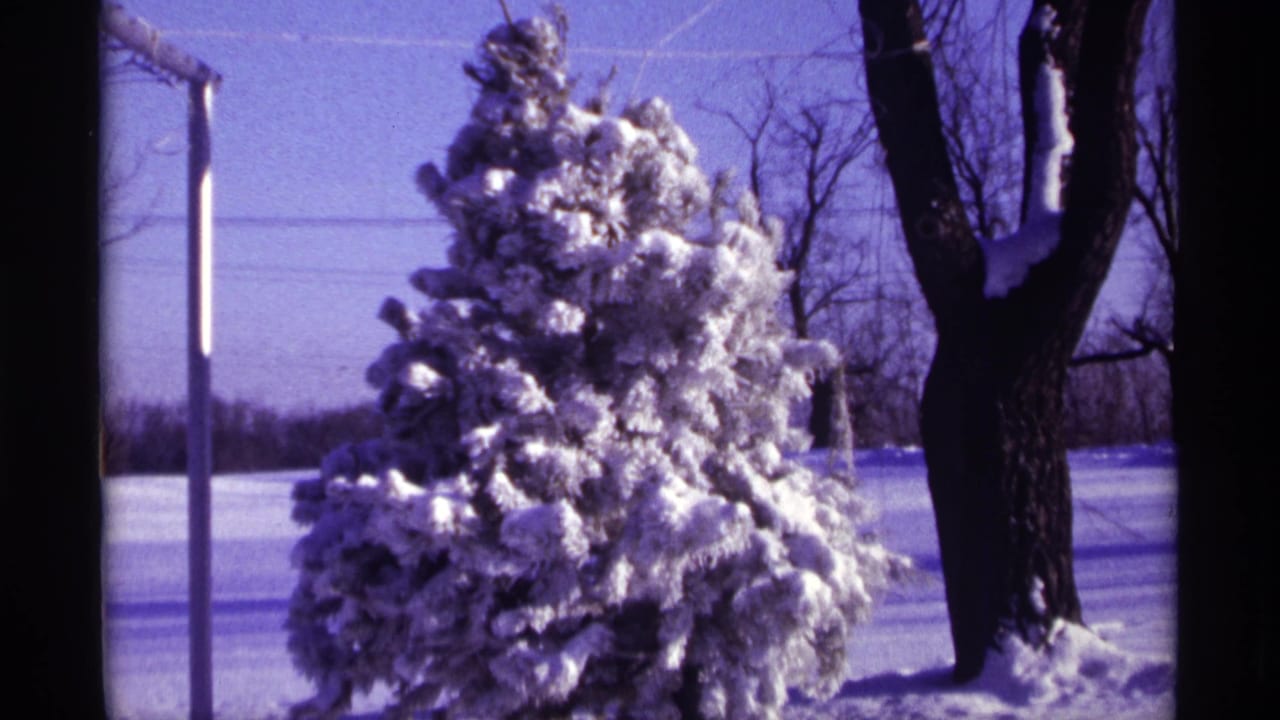 Snow-covered evergreen beside bare trees, overhead wires, and a utility pole in a winter yard.