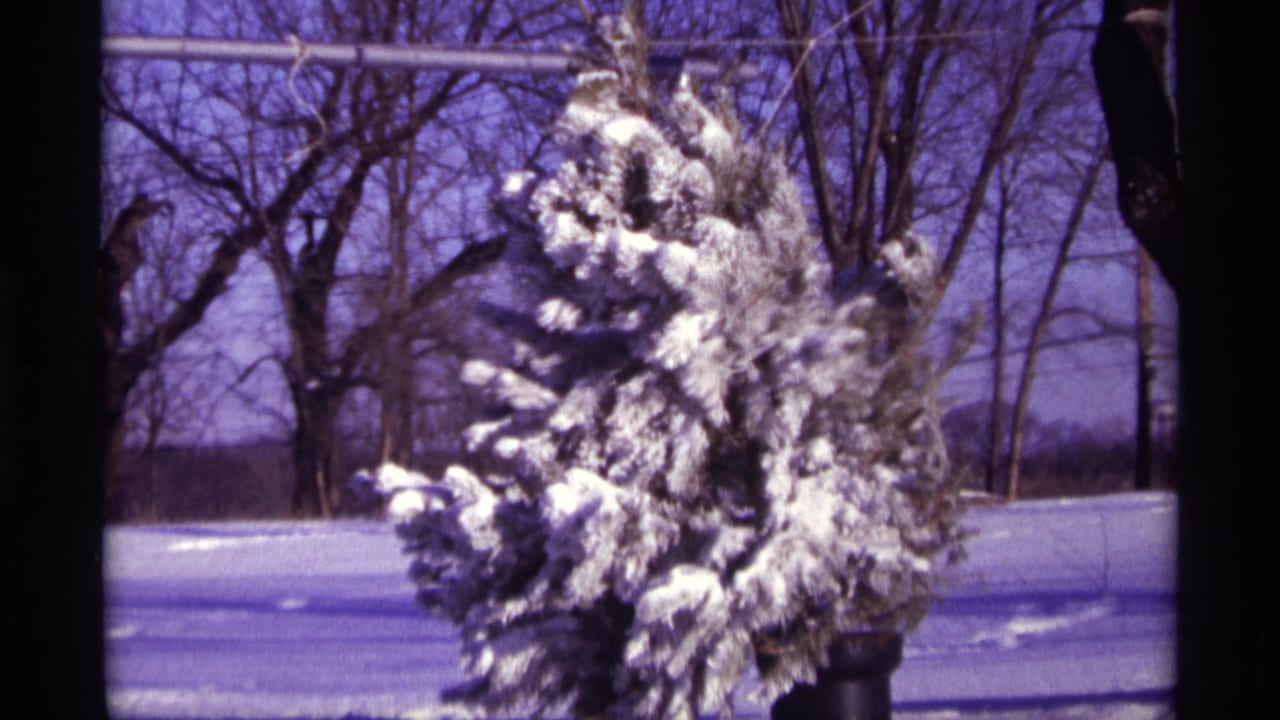 Snow-covered pine branches with bare trees and an overhead wire behind them.