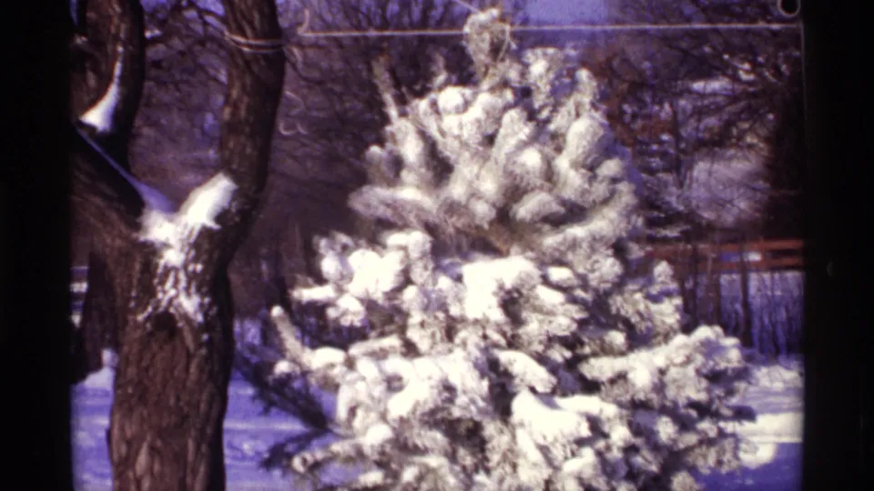 1968 Chicago-area 8mm frame showing a dark tree trunk beside snow-packed pine branches and bare winter trees.