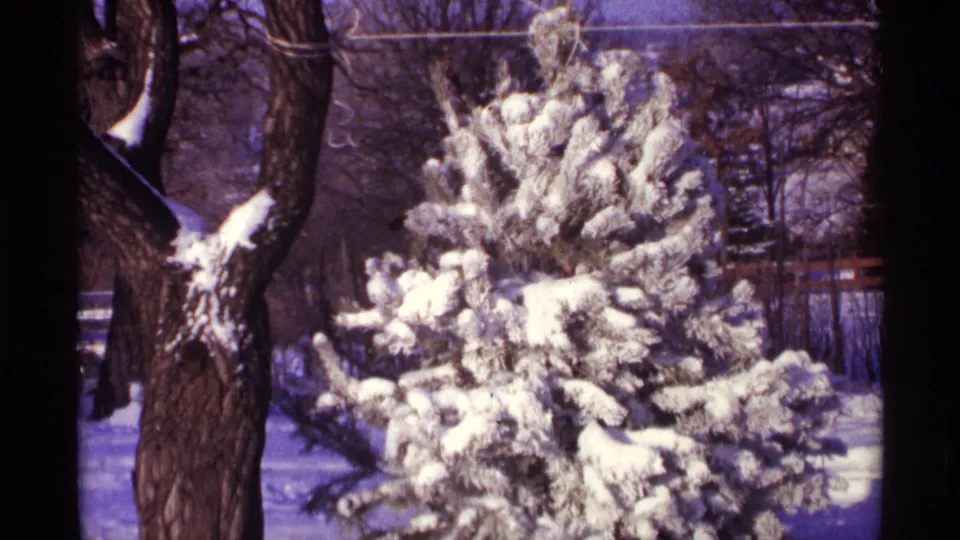 1968 Chicago-area 8mm frame of snow-covered pine branches framed by a dark trunk, bare trees, and an overhead wire.