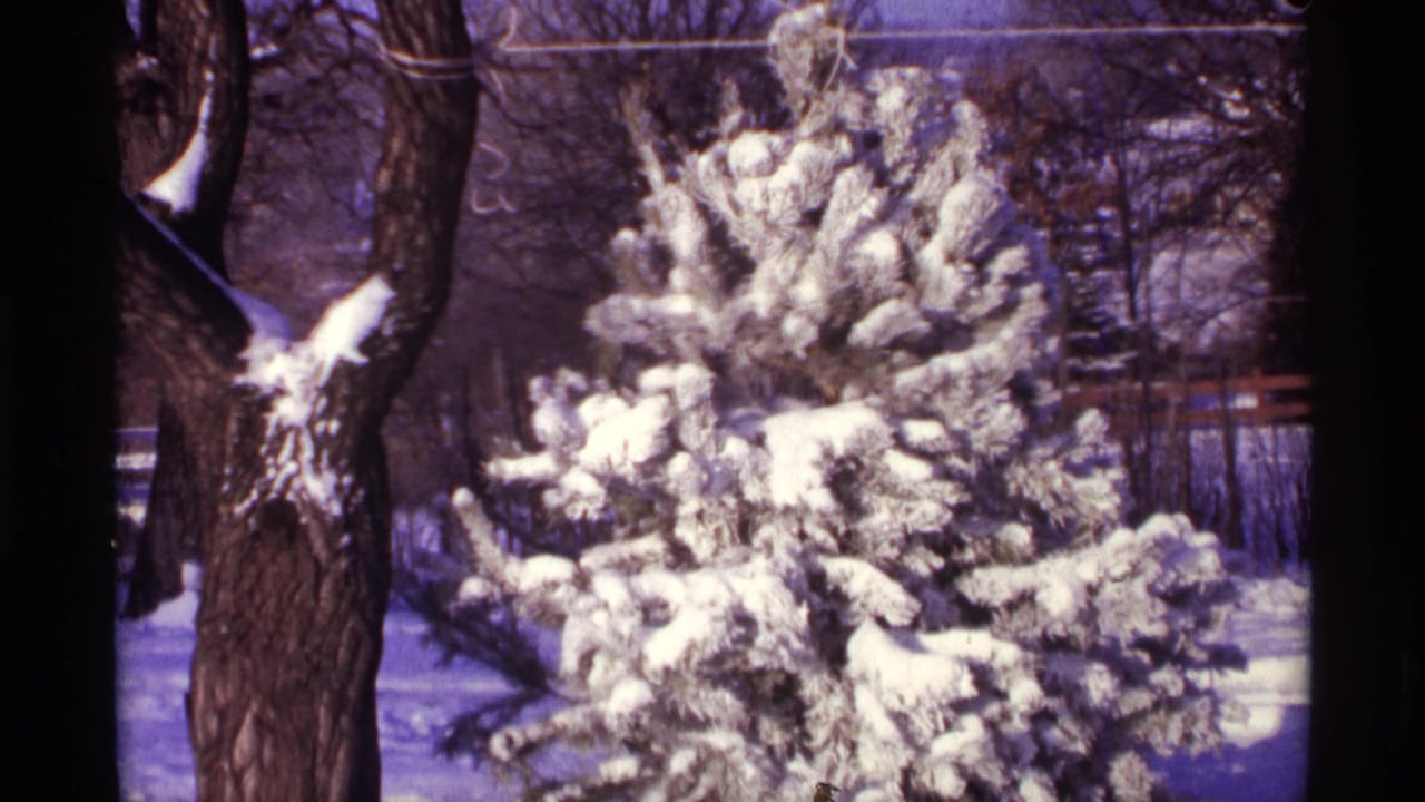Snow-covered evergreen beside a bare tree trunk in a winter yard.