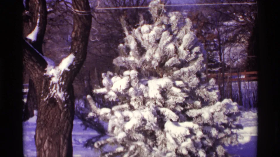 1968 Chicago 8mm frame of a snow-heavy evergreen in a yard, with a fence and leafless trees behind it.