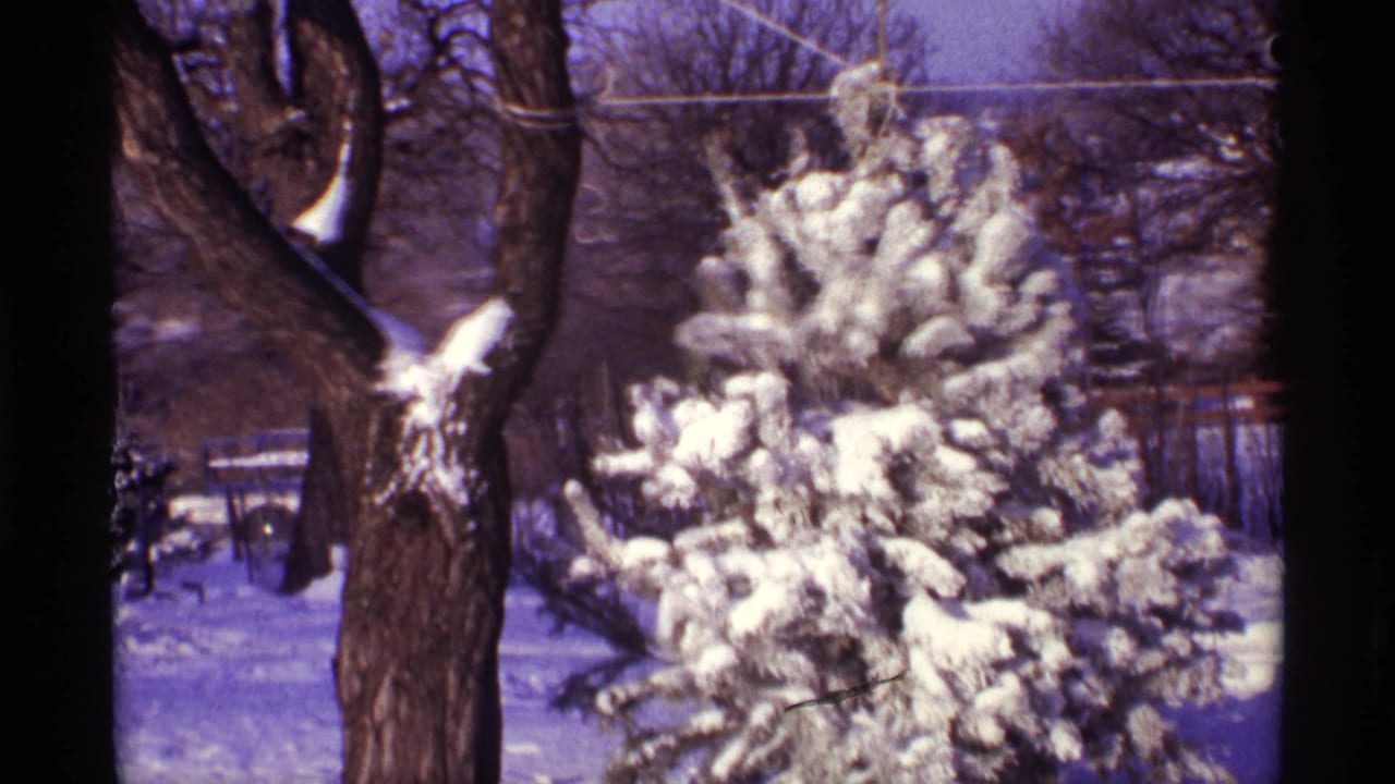 Snow-covered evergreen and bare tree in a winter yard.