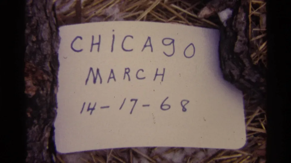A second close frame of the handwritten Chicago March 14-17, 1968 note, with straw and rough bark visible around the paper.