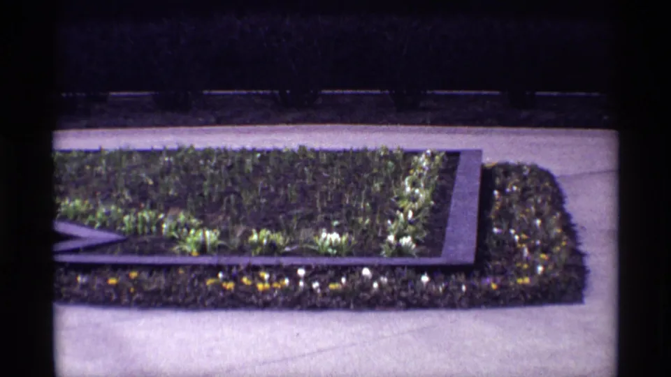 1968 Chicago 8mm frame of a landscaped urban bed with green plants, small flowers, pavement, and dark shrubs beyond.