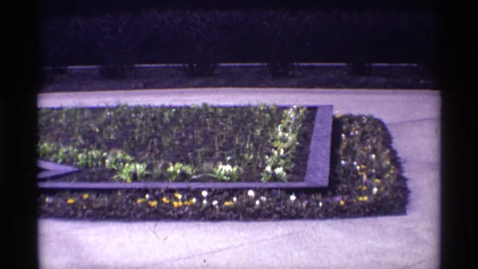 A 1968 Chicago home-movie frame showing a rectangular planting bed, low greenery, small flowers, and a surrounding paved path.