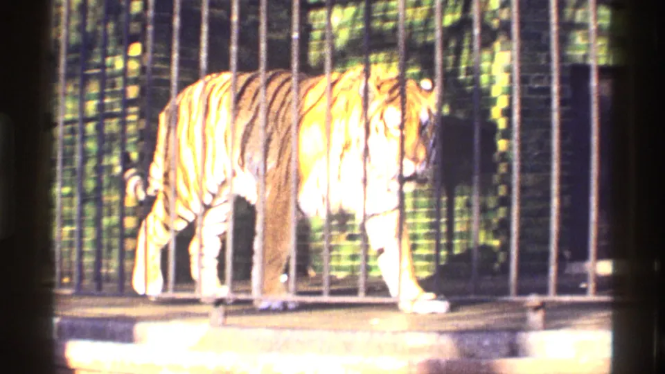 1968 Chicago home-movie frame showing a tiger behind vertical bars, likely part of a public animal exhibit sequence.