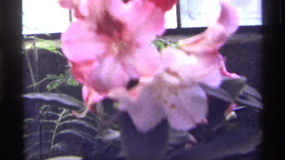 1968 Chicago 8mm frame showing a soft-focus close-up of a pink flower against leaves and greenhouse window light.