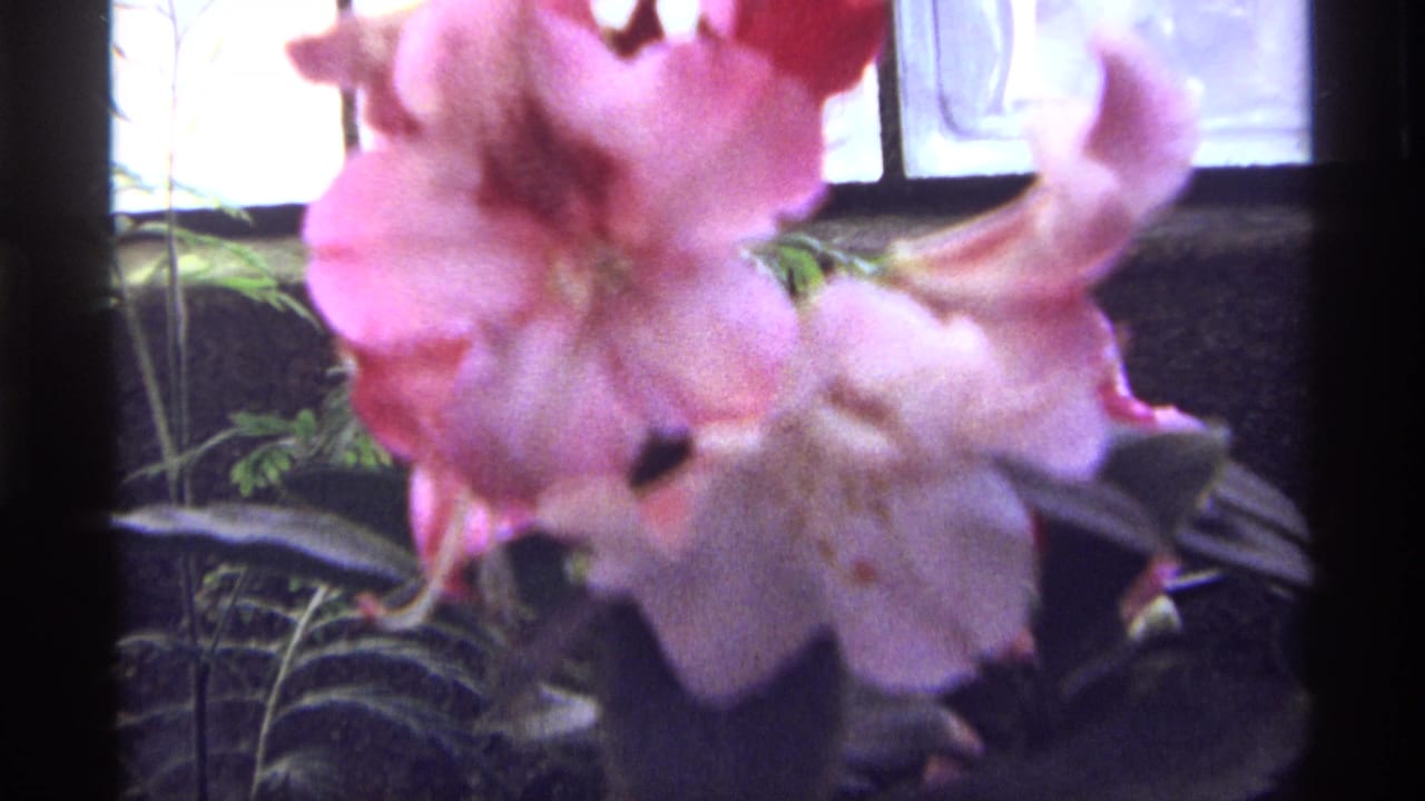 1968 8mm frame of pink blossoms and leaves near a dark window frame, likely from the Chicago garden sequence.