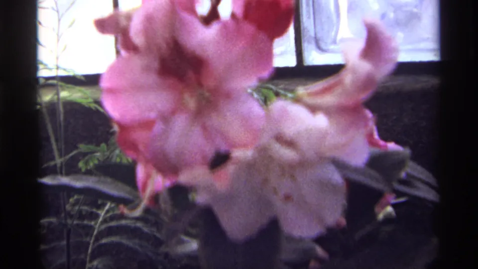 Close 8mm view of pink flowers, leaves, and window framing in the 1968 Chicago garden footage.