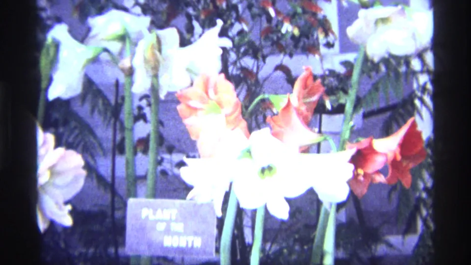 1968 Chicago 8mm close-up of tall red and white blossoms near a small "PLANT OF THE MONTH" sign in an indoor garden display.