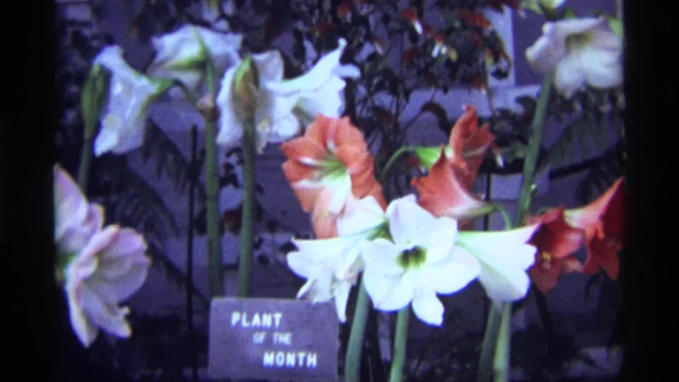 1968 Chicago 8mm frame showing red and white flowers in an indoor botanical display, with the "PLANT OF THE MONTH" sign partly visible.