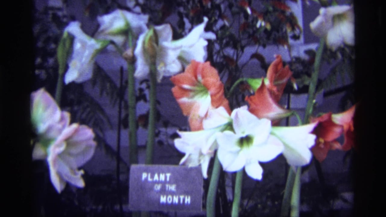 Close visitor-shot view of red and white amaryllis flowers at Garfield Park Conservatory in Chicago, with a Plant of the Month sign visible.