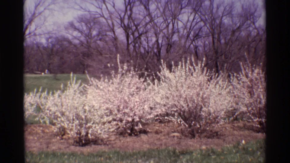 1968 8mm spring landscape frame showing blooming white shrubs, grass, and leafless trees after the Chicago train sequence.