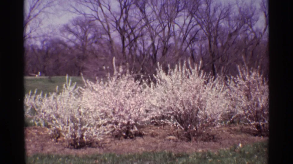 1968 8mm spring cutaway showing pale flowering shrubs across a field with bare trees in the background.