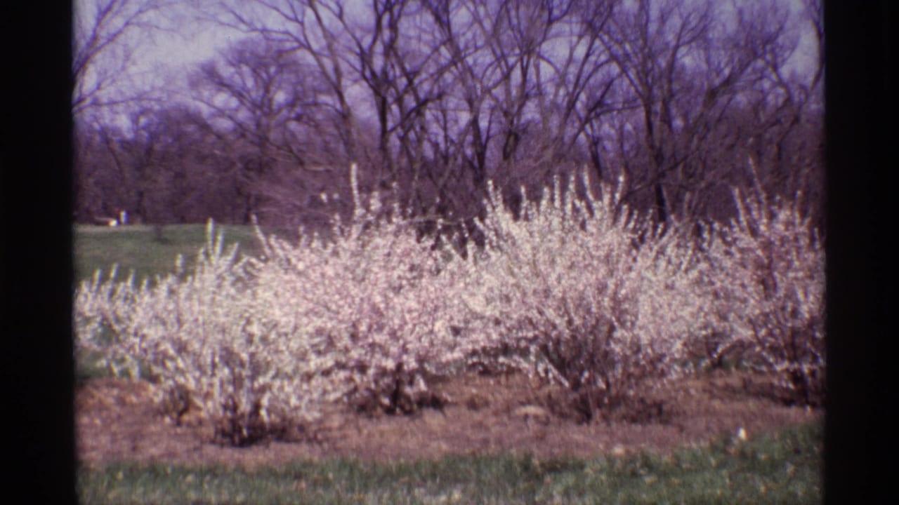 White flowering shrubs in a park-like setting with bare trees behind them.