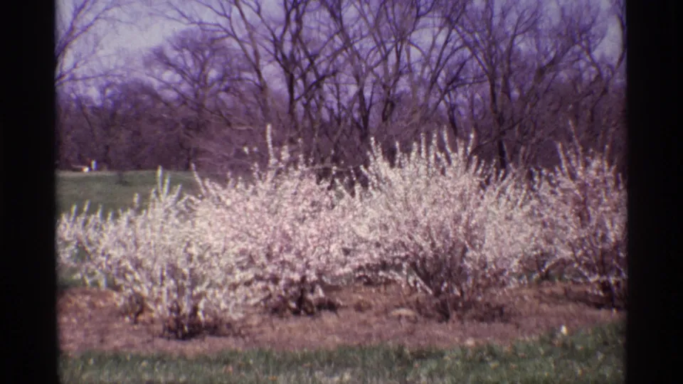 1968 Chicago home-movie frame showing white spring blossoms on low shrubs, grass, and leafless trees in the background.