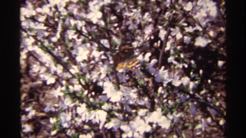 Close 8mm view of white blossoms in Chicago, with an orange-brown butterfly resting among the branches.