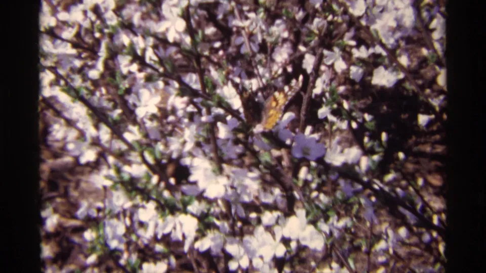 1968 home-movie close-up of flowering branches, with a butterfly partly visible amid the pale blossoms.