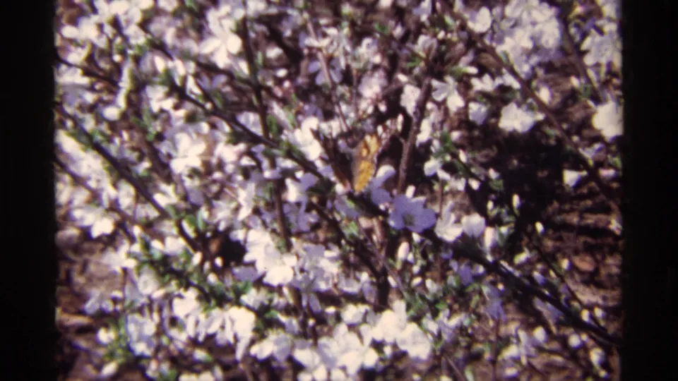 Close 8mm frame from Chicago showing an orange-brown butterfly on white blossoms and tangled shrub branches.
