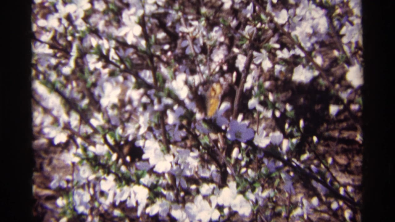 White blossoms and branches fill the frame with dark film borders at the sides.