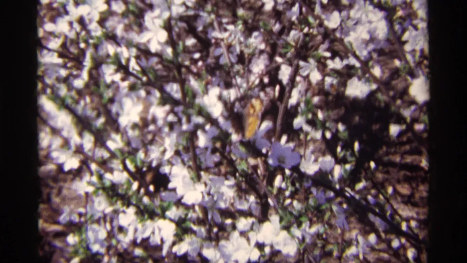 1968 8mm home-movie frame from Chicago showing white blossoms clustered among branches with soft focus and visible film grain.