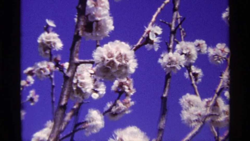 1968 Chicago 8mm frame showing pale blossoms and bare twigs silhouetted against a saturated blue sky.