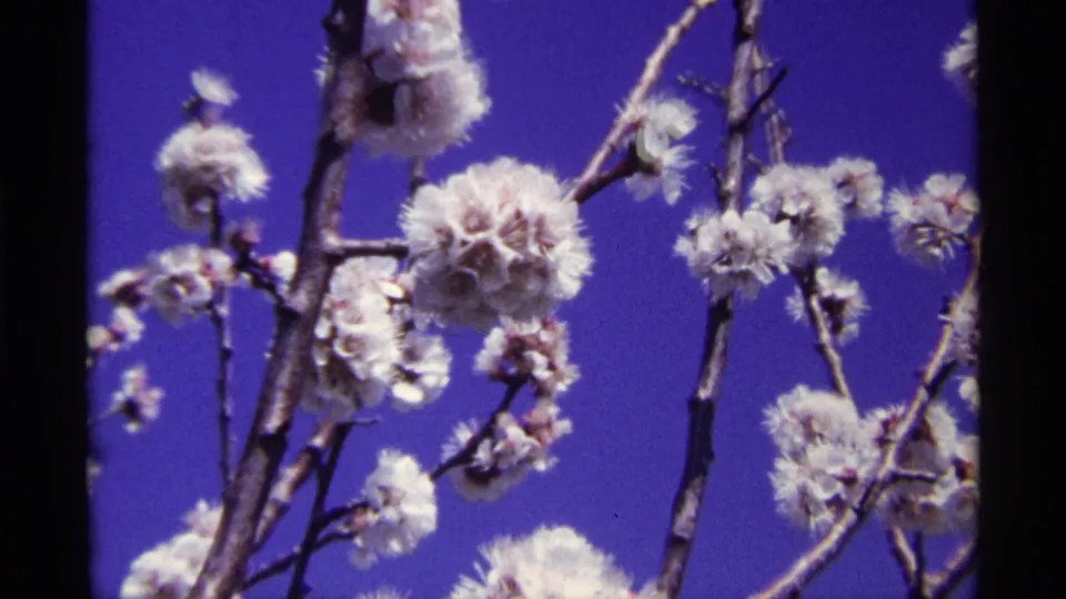 1968 8mm home-movie view from Chicago with white blossoms, buds and dark branches framed against blue sky.