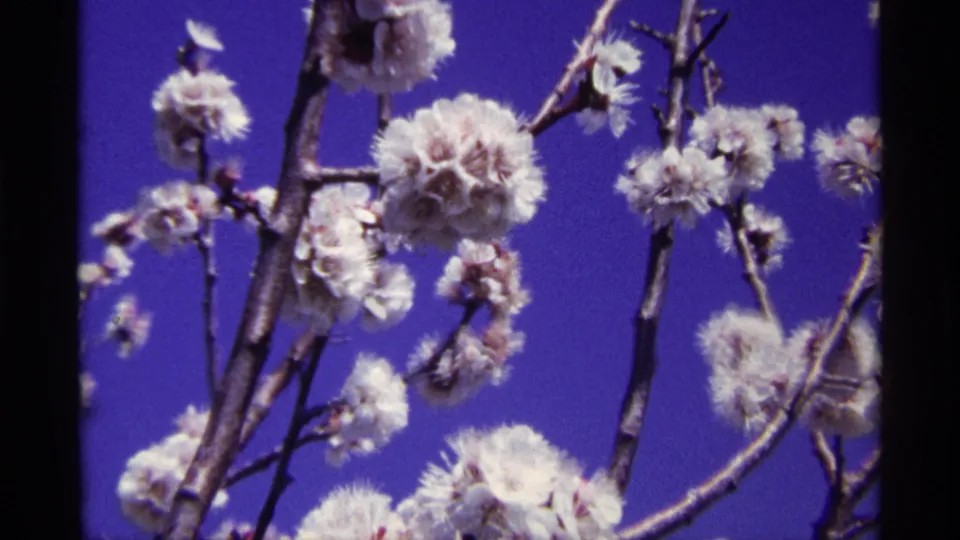 1968 Chicago 8mm frame showing white blossoms on slender branches, with grain and color saturation typical of home-movie film.