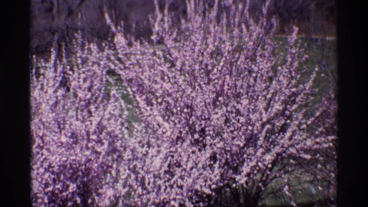 1968 8mm Chicago metadata frame showing dense pale blossoms on dark branches with soft focus and lavender color shift.