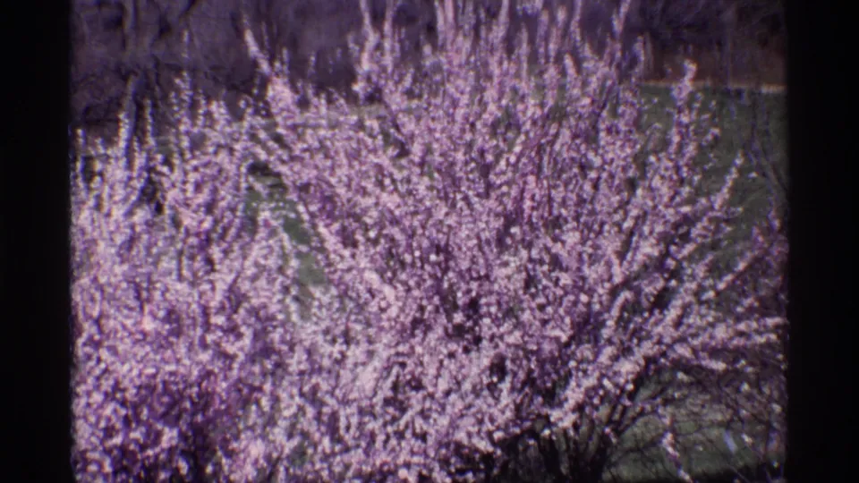 1968 8mm Chicago metadata frame showing dense pale blossoms on dark branches with soft focus and lavender color shift.