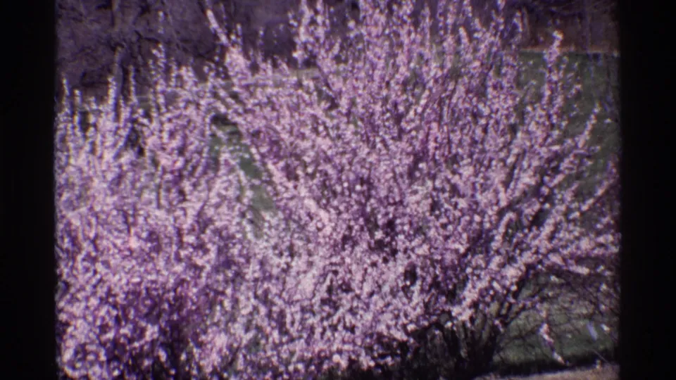 A close view of a flowering tree in the 1968 Chicago home-movie clip, softened by 8mm grain and lavender color fading.