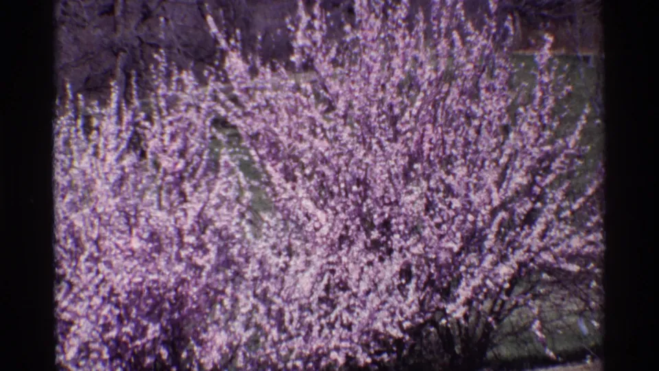 1968 8mm frame from Chicago metadata showing a blossom-covered tree canopy, dark limbs, soft focus, and purple color shift.