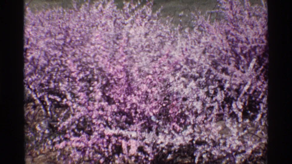 Wider 1968 Chicago 8mm view of a flowering tree in bloom, with pale blossoms, dark branches, and faded lavender film color.