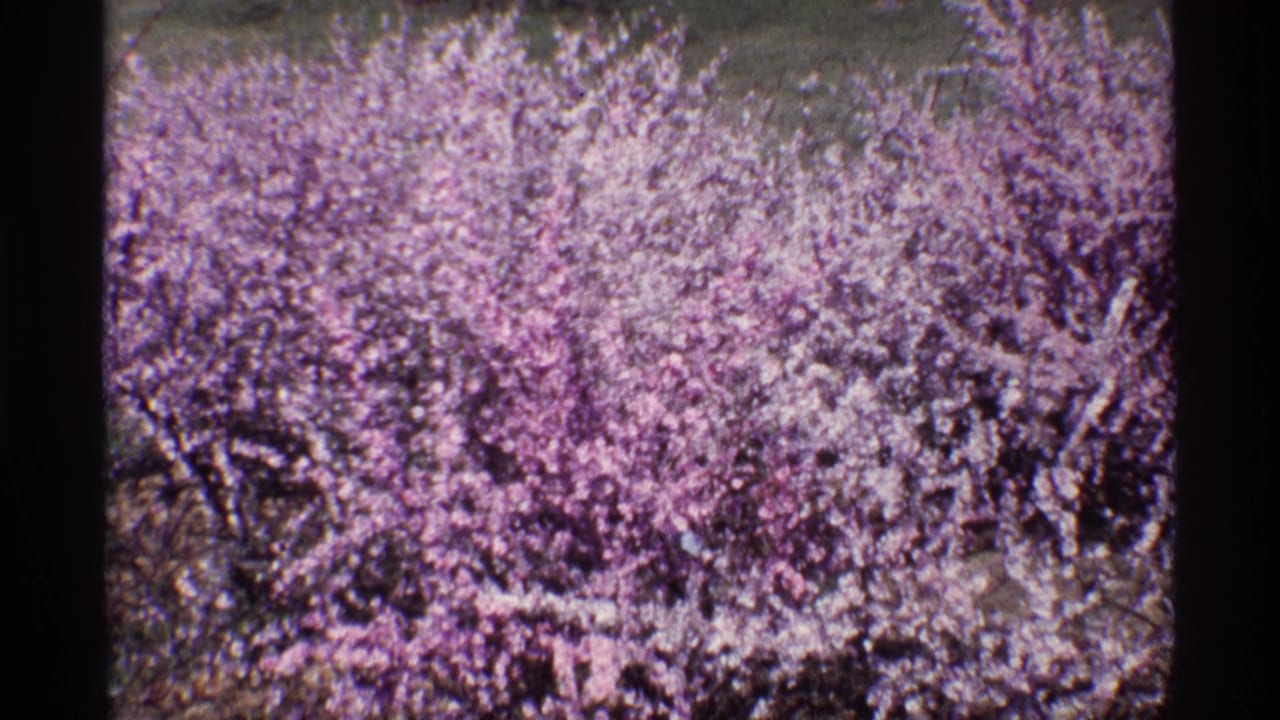 Purple and pink flowering shrubs fill the frame with dark 8mm film borders.