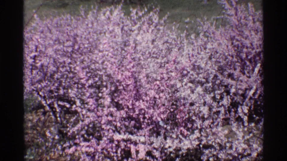 Metadata-dated 1968 Chicago home-movie frame of flowering shrubs, saturated in purple and pink with soft 8mm texture.