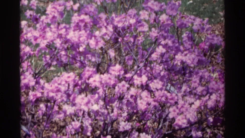 Metadata-dated 1968 Chicago 8mm frame showing a closer floral view with purple blooms, pink clusters, stems, and green foliage.