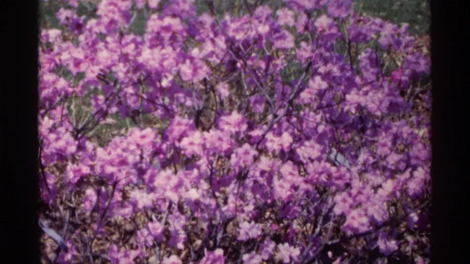 Metadata-dated 1968 Chicago home-movie frame of purple and pink flowering shrubs, with leafy stems and small-gauge film softness.