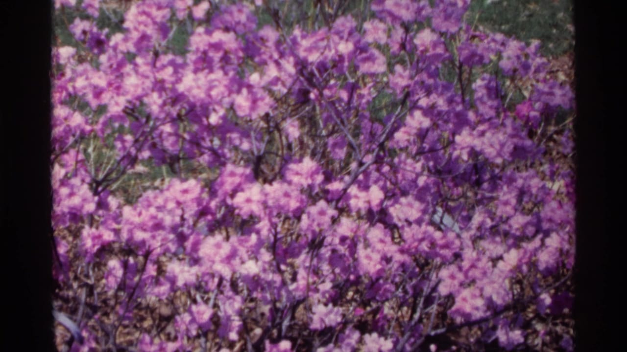 Purple blossoms fill a bush with dark branches and green leaves in daylight.
