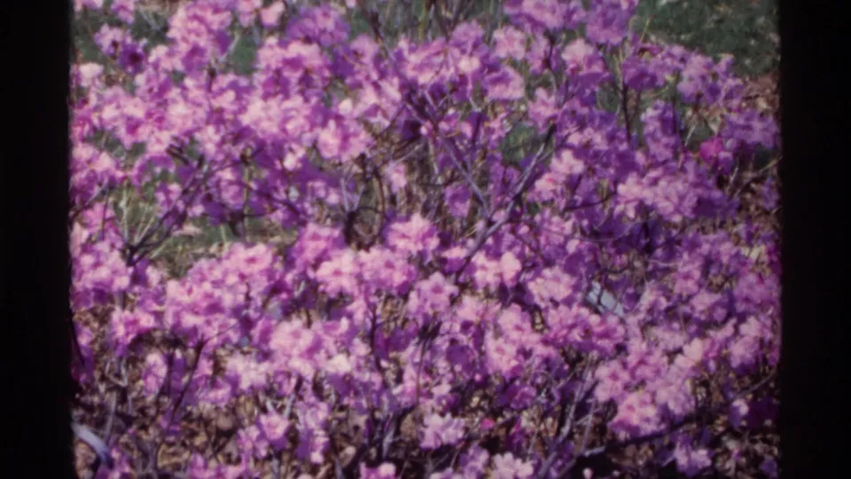 1968 Chicago 8mm frame showing dense purple flowers on a bush, with dark branches and soft home-movie grain.