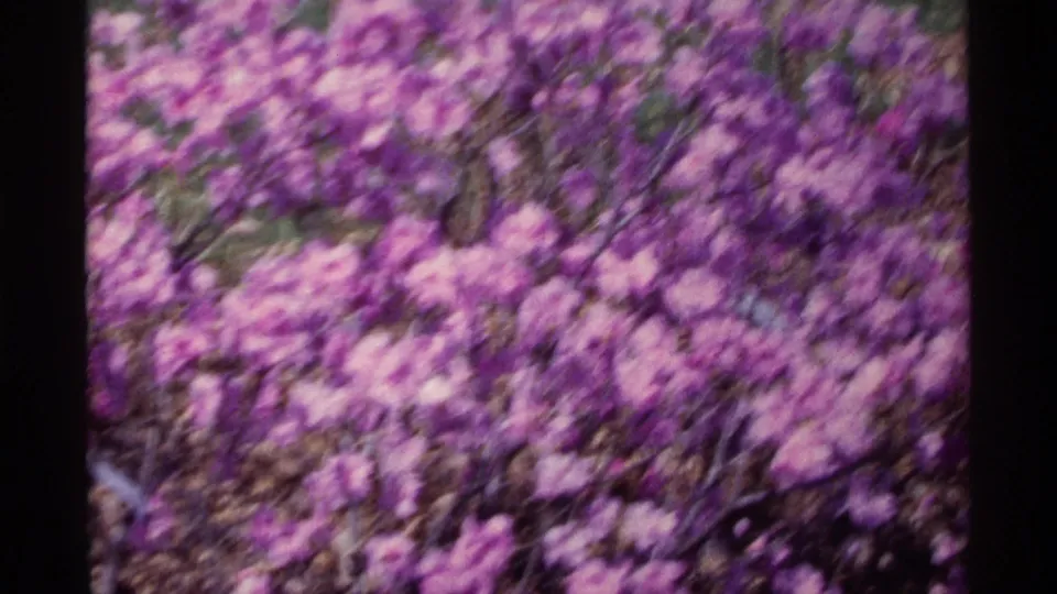 Purple flowers and dark stems appear softly blurred in this 1968 Chicago home-movie frame, suggesting breeze or slight camera motion.