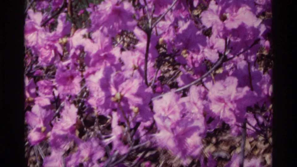 Closer 8mm view of purple blossoms on a bush in Chicago, with branches and leaf litter visible behind the flowers.