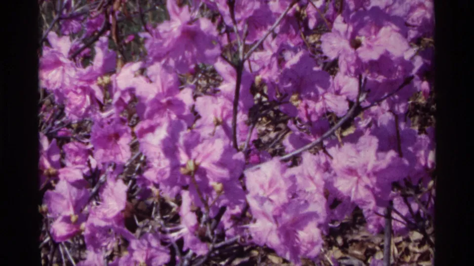 Final 1968 Chicago 8mm frame of purple flowers filling the view, with dark stems and brown leaves behind them.