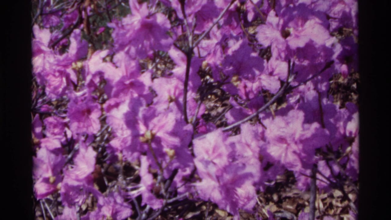 Close view of pink spring flowers on 8mm film, with dark frame borders and soft saturated color.