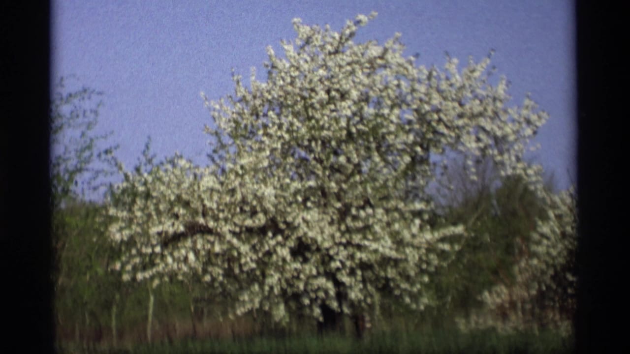 White-blossomed tree under a blue sky with green shrubs and dark film borders.