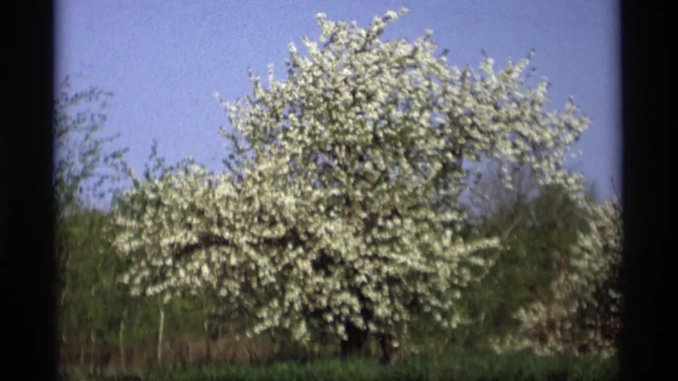 A white-flowering tree stands in the 1969 Holland, Michigan outdoor scene, bordered by blue sky, green brush, and the scan's dark film edges.