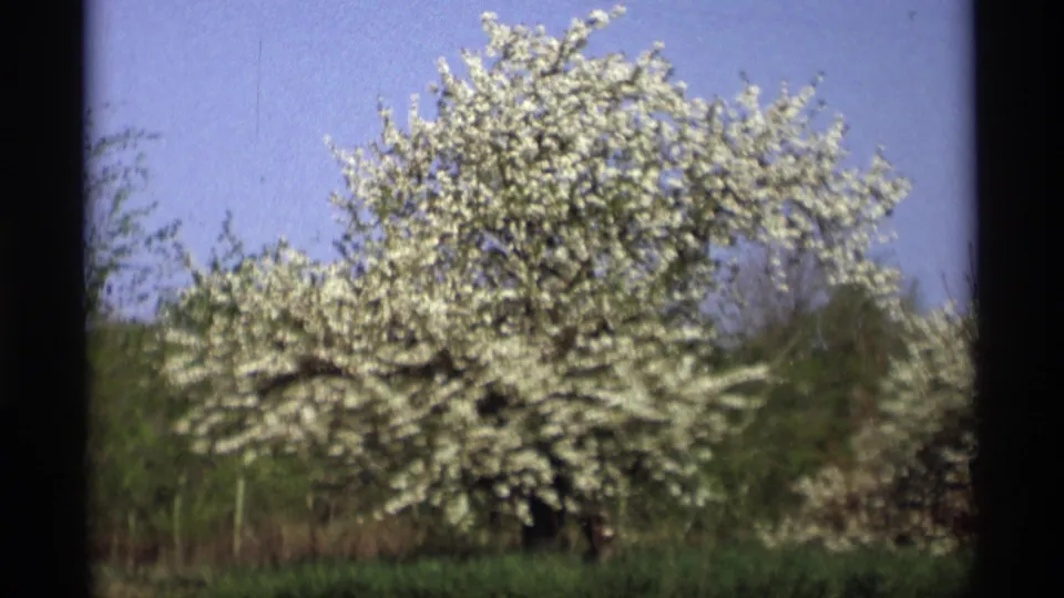 Close 8mm view of a white-blossomed tree in Holland, Michigan, with saturated blue sky, green vegetation, and visible film scan borders.