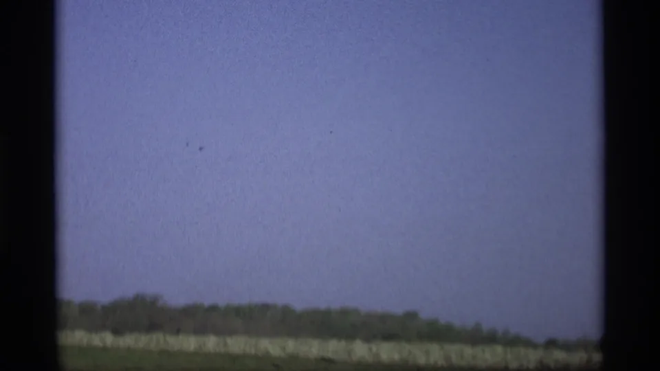 Car-window view of a pale roadside hedge and distant trees near Holland, Michigan in 1969.