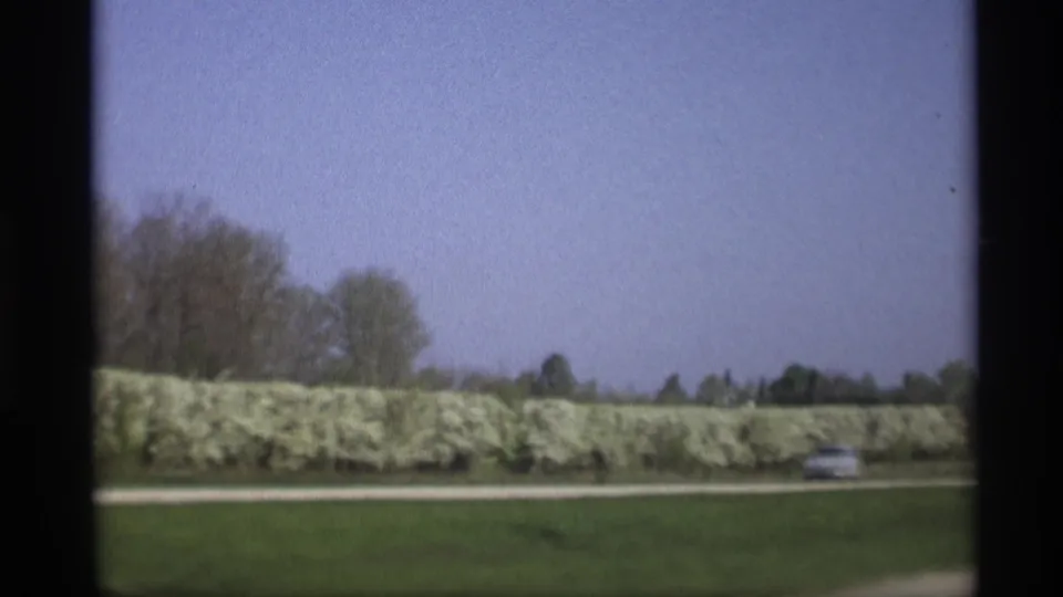 1969 Holland-area roadside view with a white car moving past a long row of pale flowering shrubs under a blue sky.